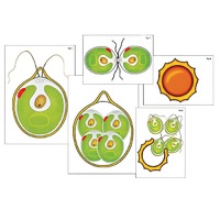 Модель-аппликация "Размножение одноклеточной водоросли" (ламинированная) - «globural.ru» - Махачкала