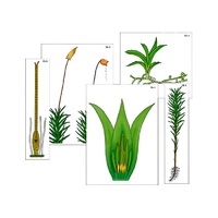 Модель-аппликация "Размножение мха" (ламинированная) - «globural.ru» - Махачкала