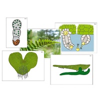 Модель-аппликация "Размножение папоротника" (ламинированная) - «globural.ru» - Махачкала