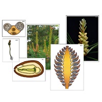 Модель-аппликация "Размножение сосны" (ламинированная) - «globural.ru» - Махачкала