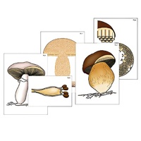 Модель-аппликация "Размножение шляпочного гриба" (ламинированная) - «globural.ru» - Махачкала