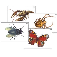 Модель-аппликация "Разнообразие беспозвоночных" (ламинированная) - «globural.ru» - Махачкала