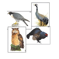 Модель-аппликация "Разнообразие высших хордовых 1. Пресмыкающиеся и птицы" (ламинированная) - «globural.ru» - Махачкала