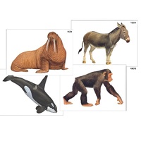 Модель-аппликация "Разнообразие высших хордовых 2. Млекопитающие" (ламинированная) - «globural.ru» - Махачкала