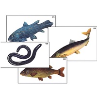 Модель-аппликация "Разнообразие низших и высших хордовых" (ламинированная) - «globural.ru» - Махачкала