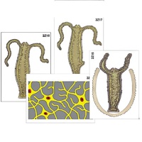 Модель-аппликация "Строение и размножение гидры" (ламинированная) - «globural.ru» - Махачкала