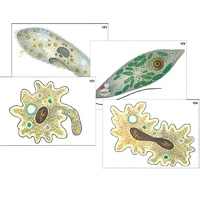 Модель-аппликация "Строение и разнообразие простейших" (ламинированная) - «globural.ru» - Махачкала