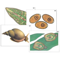 Модель-аппликация "Циклы развития печеночного сосальщика и бычьего цепня" (ламинированная) - «globural.ru» - Махачкала