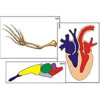 Модель-аппликация "Эволюция важнейших систем органов позвоночных" (ламинированная) - «globural.ru» - Махачкала