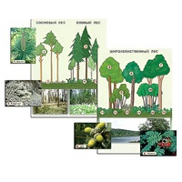 Гербарий фотографический "Растительные сообщества. Лес" (раздаточный) - «globural.ru» - Махачкала