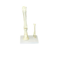 Модель "Скелет конечностей лошади и овцы" (на подставке) - «globural.ru» - Махачкала