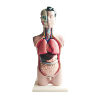 Торс человека разборный - «globural.ru» - Махачкала