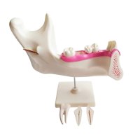 Комплект моделей - «globural.ru» - Махачкала