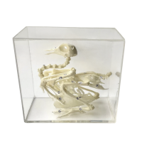 Комплект скелетов различных классов животных - «globural.ru» - Махачкала