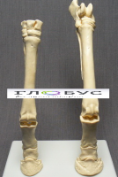 Скелет конечности лошади (передняя и задняя) на подставке - «globural.ru» - Махачкала