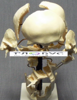 Модель "Кости черепа" (смонтированный на одной подставке) - «globural.ru» - Махачкала