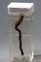 Влажный препарат «Пескожил» - «globural.ru» - Махачкала