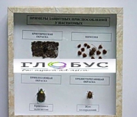 Коллекция энтомологическая "Примеры защитных приспособлений у насекомых" - «globural.ru» - Махачкала