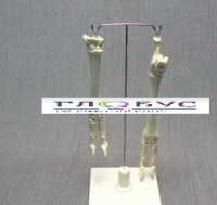 Скелет конечности овцы (передняя и задняя) на подставке - «globural.ru» - Махачкала