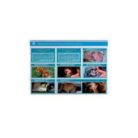 Стенд-планшет светодинамический "Изучение типических патологических процессов в организмах животных" - «globural.ru» - Махачкала