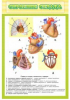 Стенд "Строение сердца" - «globural.ru» - Махачкала