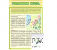 Стенд "Биосинтез белка" - «globural.ru» - Махачкала