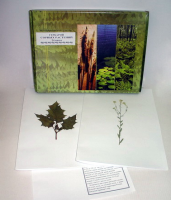 Гербарий "Сорные растения" (24 вида) - «globural.ru» - Махачкала