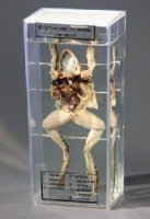 Влажный препарат Внутреннее строение лягушки - «globural.ru» - Махачкала