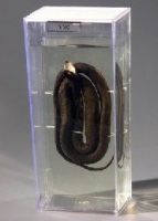 Влажный препарат Уж - «globural.ru» - Махачкала