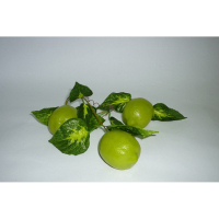 Муляж "Ветка лайма" - «globural.ru» - Махачкала