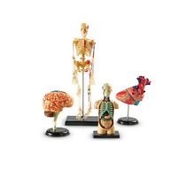 Дидактическое пособие по окружающему миру «Изучаем строение человека» (Анатомические модели) - «globural.ru» - Махачкала