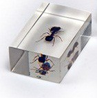 Комплект микропрепаратов для стереомикроскопа - «globural.ru» - Махачкала