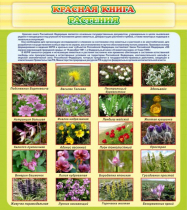 Стенд "Красная книга - растения" - «globural.ru» - Махачкала