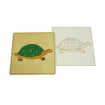 Строение черепахи с контуром - «globural.ru» - Махачкала