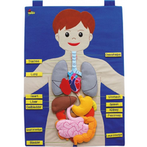 Фланелеграф "Анатомия" - «globural.ru» - Махачкала