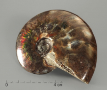 Аммонит с аммолитом, полированный - «globural.ru» - Махачкала