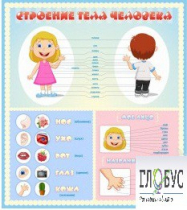 Стенд "Строение человека" для детей - «globural.ru» - Махачкала