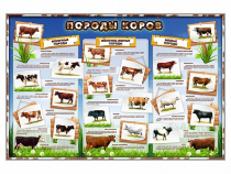 Стенд "Породы коров" - «globural.ru» - Махачкала