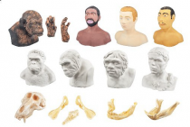 Набор моделей палеонтологических находок "Происхождение человека" - «globural.ru» - Махачкала