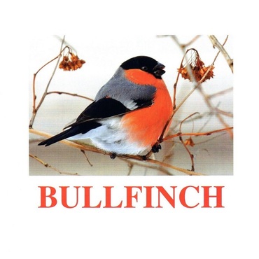 "Birds-1" ("Птицы-1") английские карточки Домана - «globural.ru» - Махачкала