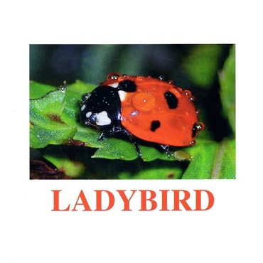 "Insects" ("Насекомые") английские карточки Домана - «globural.ru» - Махачкала