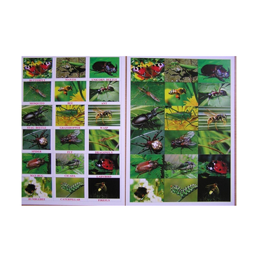 Английское лото "Насекомые" - «globural.ru» - Махачкала