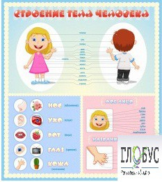 Стенд "Строение человека" для детей - «globural.ru» - Махачкала