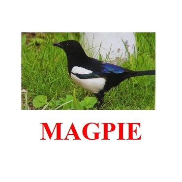 "Birds-2" ("Птицы-2") английские карточки Домана - «globural.ru» - Махачкала